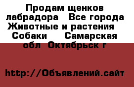 Продам щенков лабрадора - Все города Животные и растения » Собаки   . Самарская обл.,Октябрьск г.